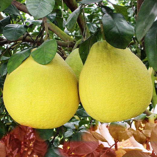 #2月5日至18日暂不发货#【无酸柚惑】梅州沙田柚 甜蜜无酸 脆嫩无渣 新鲜现摘 大口大口享受 商品图5