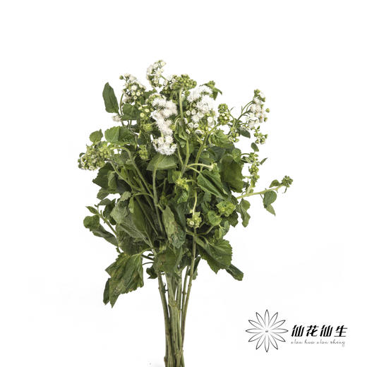 配花 | 藿香蓟白色 商品图3