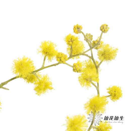 叶材 |  金合欢 商品图4