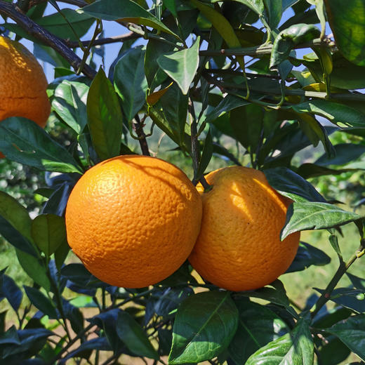 赣南脐橙（精品礼盒装），24小时内现摘现发（下雨等无法摘果等特殊情况无法及时发货的情况会提前联系告知） 商品图2