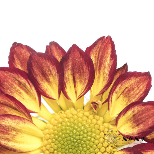 小菊 | 小菊罗马假日 商品图7