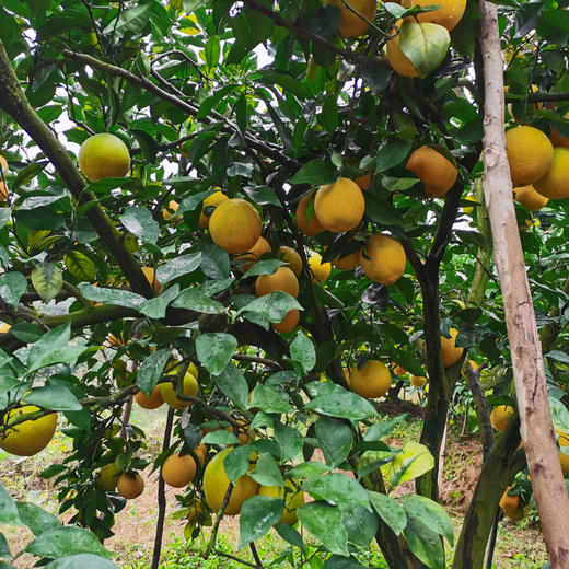 赣南脐橙（精品礼盒装），24小时内现摘现发（下雨等无法摘果等特殊情况无法及时发货的情况会提前联系告知） 商品图3