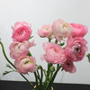 配花-洋牡丹-粉色-20支 商品缩略图1