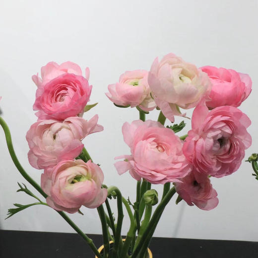 配花-洋牡丹-粉色-20支 商品图1