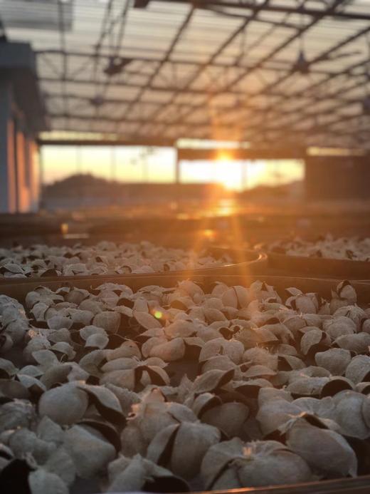 【自营】陈皮代用茶（500g/罐） 商品图2