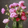 配花-洋牡丹-粉色-20支 商品缩略图0
