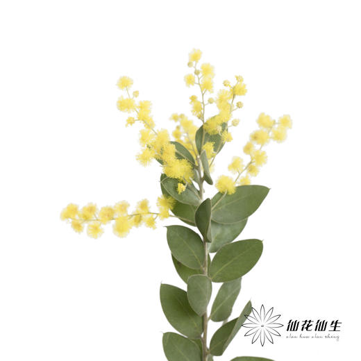 叶材 |  金合欢 商品图0