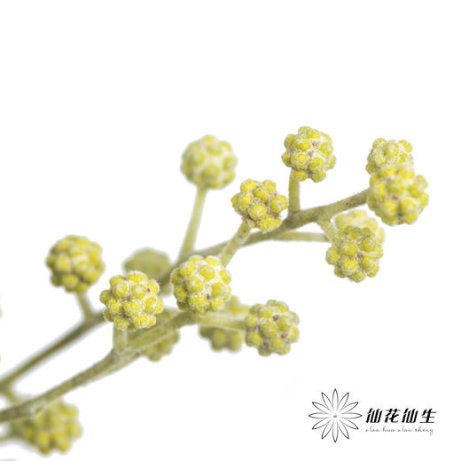 叶材 |  金合欢 商品图7