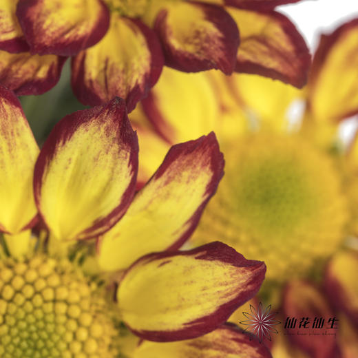 小菊 | 小菊罗马假日 商品图3