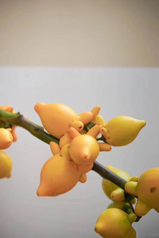 【周四秒杀】瓶插花五代果一支68元 商品图2