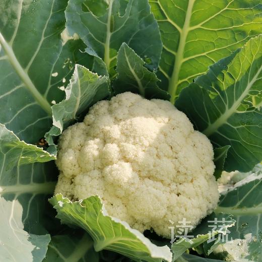 白花菜|脆嫩入味 商品图0