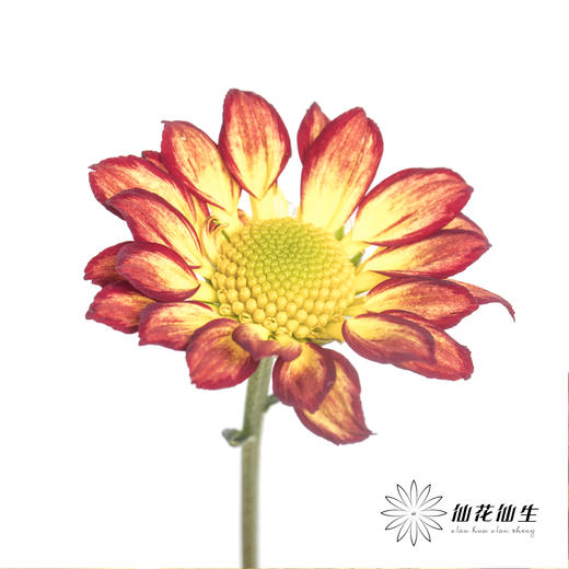 小菊 | 小菊罗马假日 商品图8