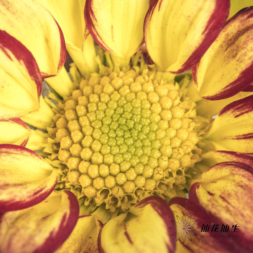 小菊 | 小菊罗马假日 商品图2