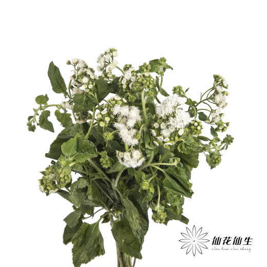 配花 | 藿香蓟白色 商品图2