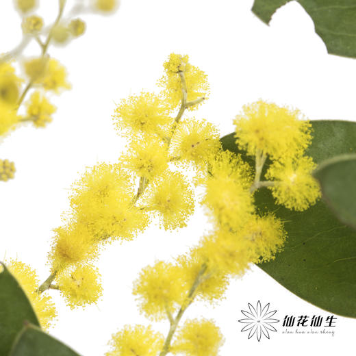 叶材 |  金合欢 商品图3