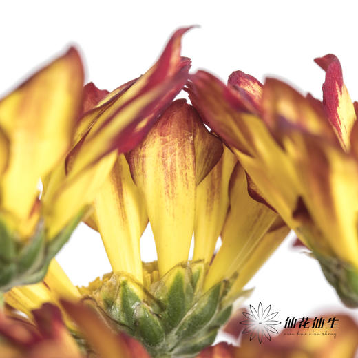 小菊 | 小菊罗马假日 商品图5