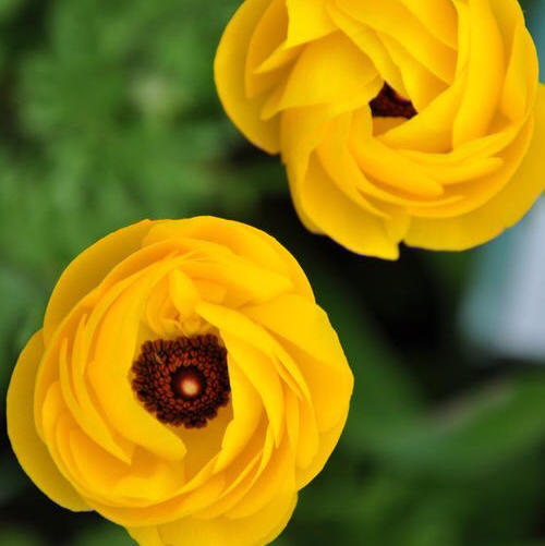 配花-洋牡丹-黄色-20枝 商品图1