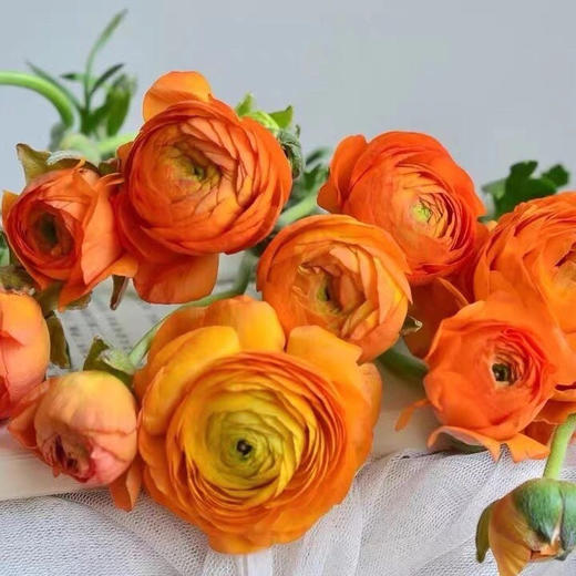 配花-洋牡丹-橙色-20枝 商品图1