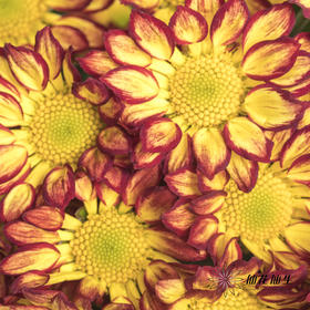 小菊 | 小菊罗马假日