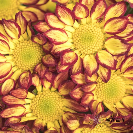 小菊 | 小菊罗马假日 商品图0