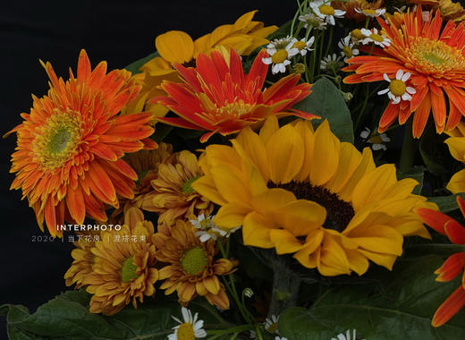 偏爱花束 高脚禅意花瓶1个 中花向日葵3 橙色非洲菊4 橙色小雏菊2 洋甘菊2 当下花房