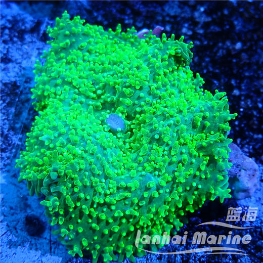 荧光绿虎耳菇 商品图5