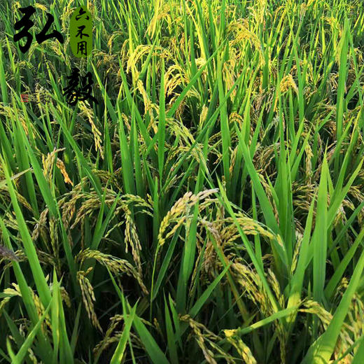 【弘毅六不用生态农场】六不用 弘毅大米 5斤装 商品图5