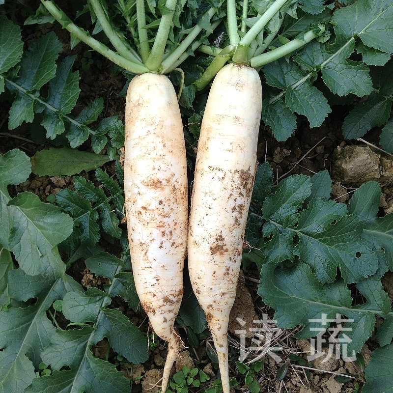 白萝卜 (500g)|情圆自产|甘、甜、脆|开胃下火