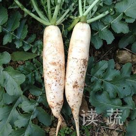 白萝卜 (500g)|情圆自产|甘、甜、脆|开胃下火