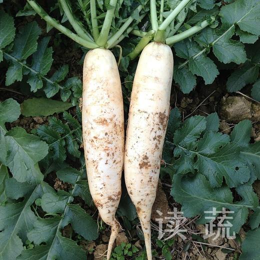 白萝卜 (500g)|情圆自产|甘、甜、脆|开胃下火 商品图0