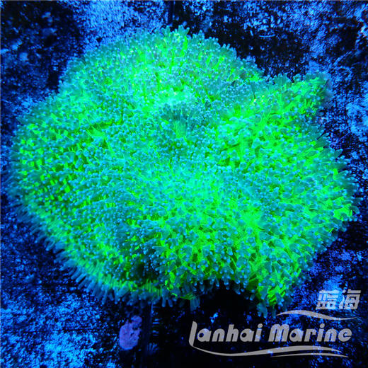 荧光绿虎耳菇 商品图3