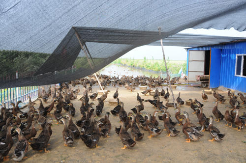 【弘毅六不用生态农场】六不用 鸭稻米 五常大米 2斤/份 商品图3