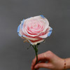 「单品花材」肯尼亚伊莎贝拉玫瑰 商品缩略图0