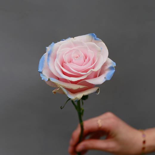 「单品花材」肯尼亚伊莎贝拉玫瑰 商品图0