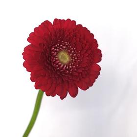 非洲菊重瓣·休斯顿