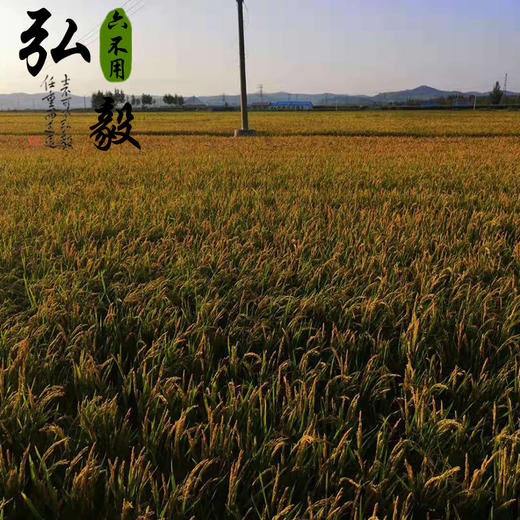 【弘毅六不用生态农场】六不用 弘毅大米 5斤装 商品图3