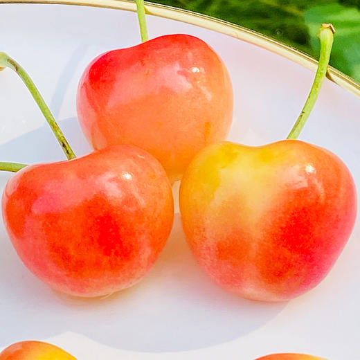 智利空运misso蕾妮儿黄车厘子蕾妮儿来啦看见她就想起雷尼雪山太纯净