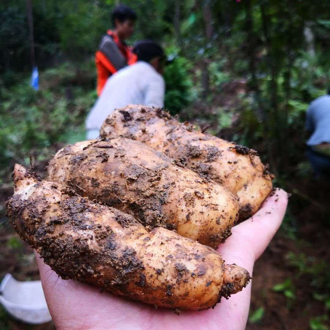 正宗云南小草坝新鲜乌天麻3斤装