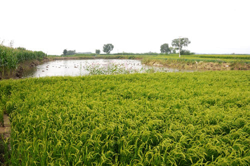 【弘毅六不用生态农场】六不用 鸭稻米 五常大米 2斤/份 商品图1