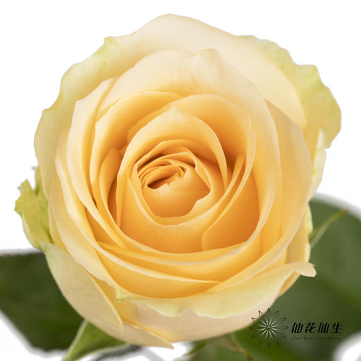 单头玫瑰 | 蜜桃雪山（冬季子弹头不售后 慎拍） 商品图0