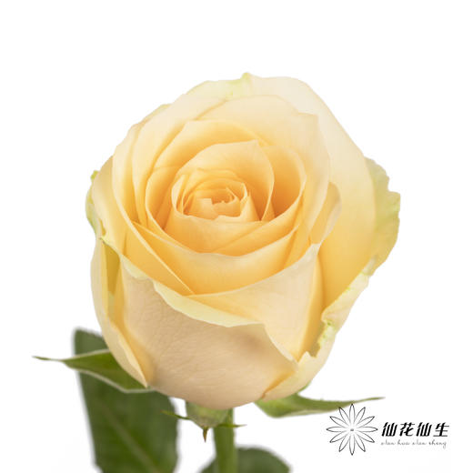 单头玫瑰 | 蜜桃雪山（冬季子弹头不售后 慎拍） 商品图1