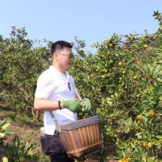 融安滑皮金桔 有机种植高山果  3/4斤装 商品图1