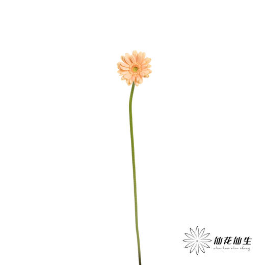 非洲菊 | 巴黎 商品图8