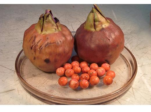 大鸡头米125克净重 商品图2