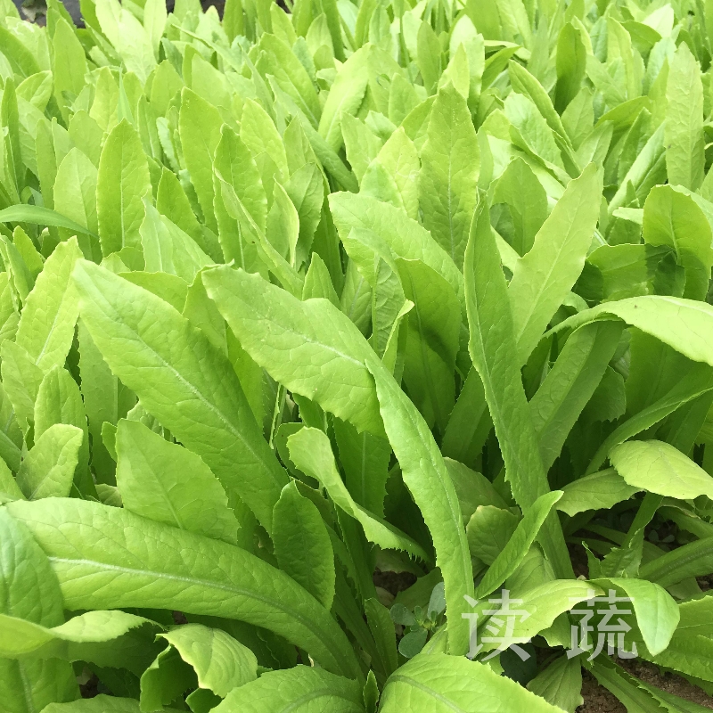 油麦菜 (500g) |情圆自产|新鲜美味|老少皆宜