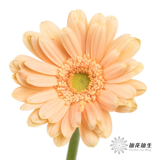 非洲菊 | 巴黎 商品图0