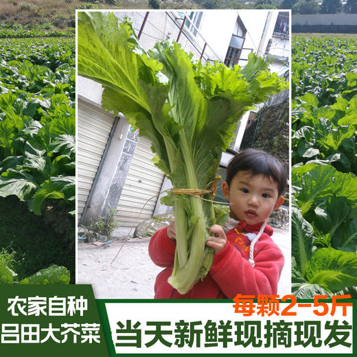 【从化·吕田大芥菜】5-10斤 农家现摘 新鲜大芥菜 商品图0