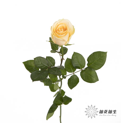 单头玫瑰 | 蜜桃雪山（冬季子弹头不售后 慎拍） 商品图4