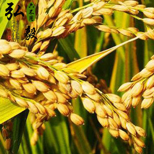 【弘毅六不用生态农场】六不用 鸭稻米 五常大米 2斤/份 商品图4