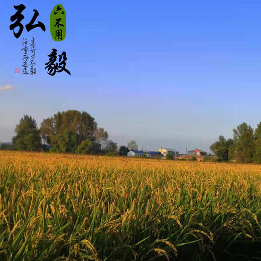 【弘毅六不用生态农场】六不用 弘毅大米 5斤装 商品图4